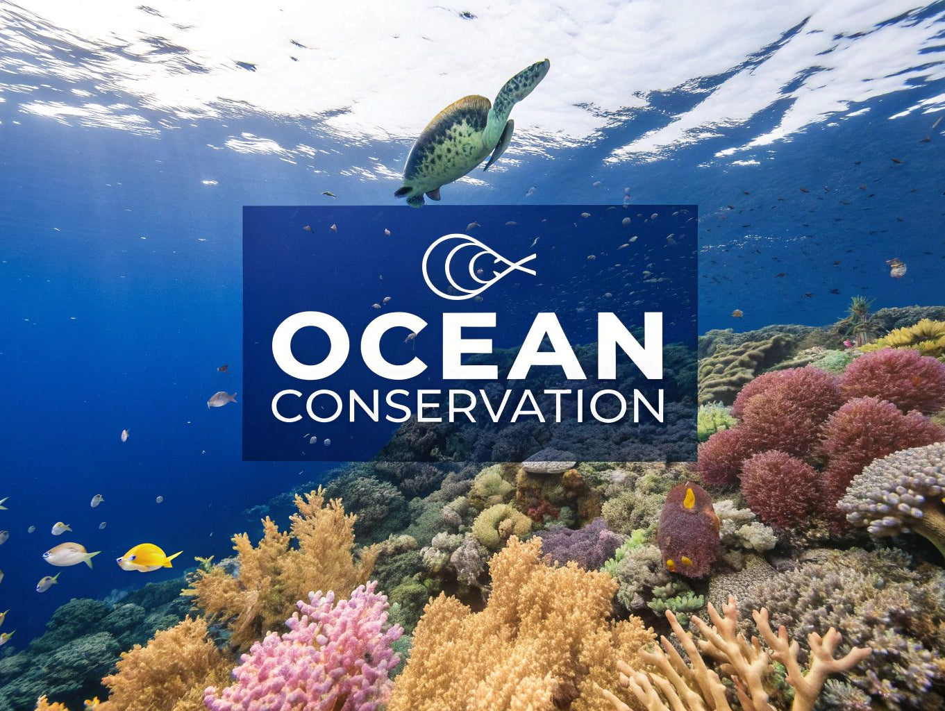 Marine Environmental Protection: Key Tips for Ocean Conservation
