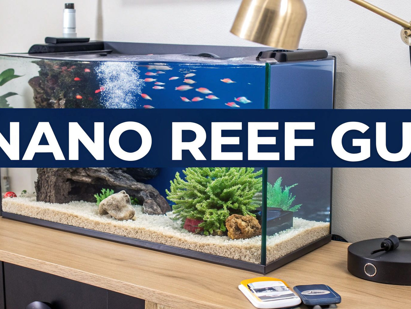 Your Guide to a 15 Gallon Marine Tank