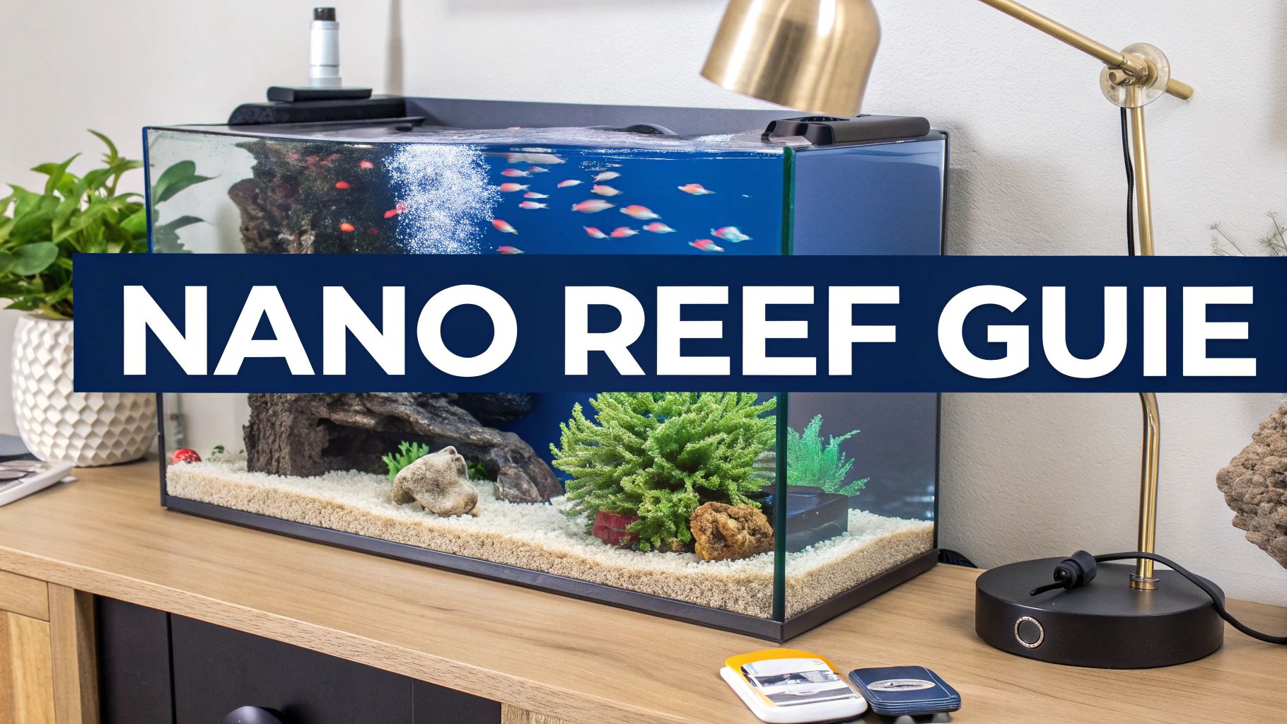 Your Guide to a 15 Gallon Marine Tank